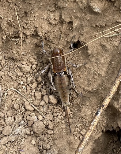 coulee cricket