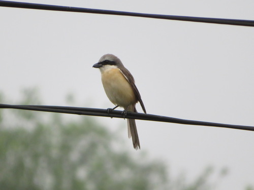 Brown Shrike