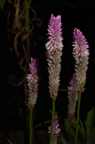 Celosia Spicata