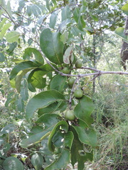 Vangueria infausta