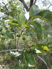 Vangueria infausta