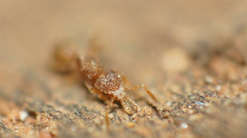 Strumigenys carinithorax