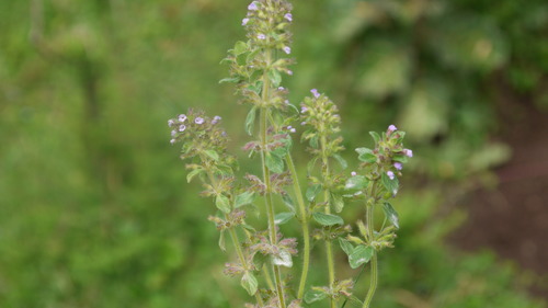 Clinopodium uhligii image