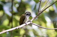 Picumnus innominatus