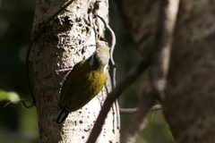 Picumnus innominatus