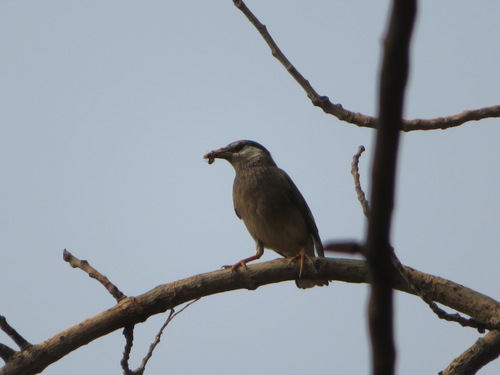 White-cheeked Starling