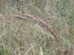 Sorghastrum