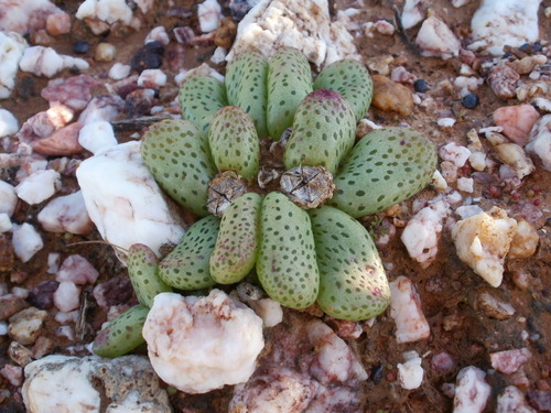 Diplosoma retroversum