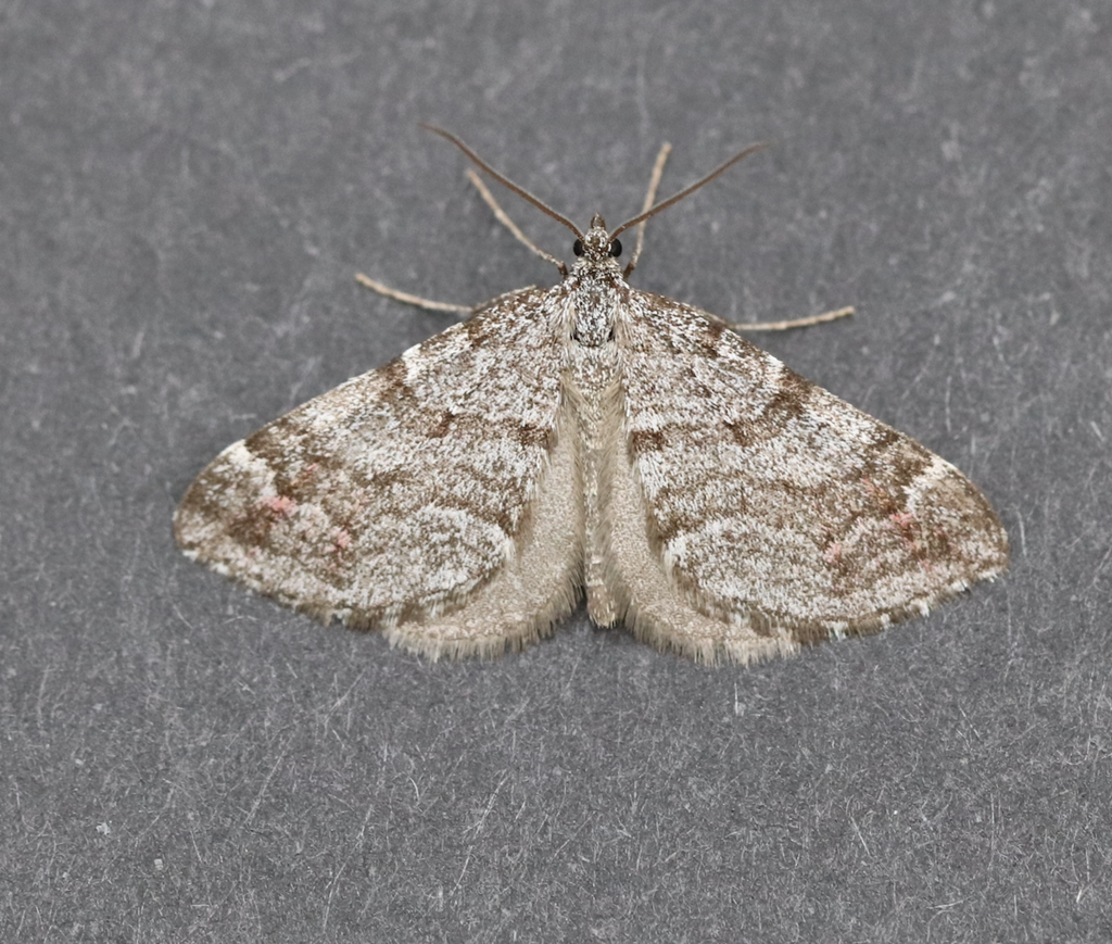 Manchester Treble-bar Moth