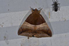 Bastilla praetermissa