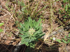 Crotalaria cephalotes image