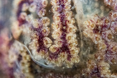 Styelidae