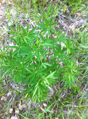 Lupinus caudatus