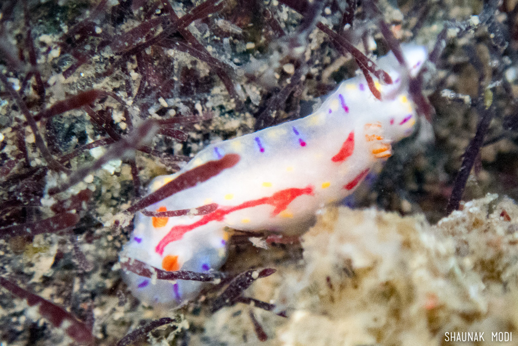 Hypselodoris zebrina