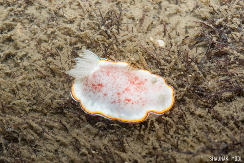 Goniobranchus trimarginatus