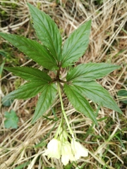 Cardamine enneaphyllos