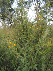 Vachellia hockii