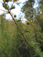 Vachellia hockii