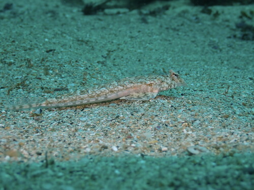 Japanese dragonet (Diplogrammus xenicus) — Callionymidae — 4