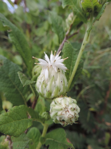 Shire Vernonia