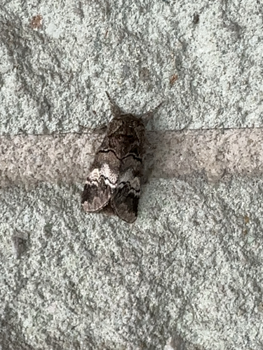 oak marbled brown, Hengelo, NL-OV, NL, photo 9 of 10