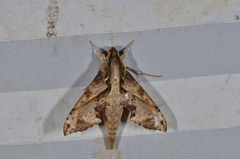 Eupanacra