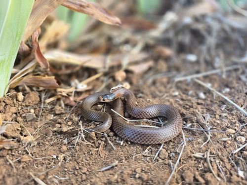 Spectacled Hooded Snake