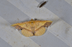 Fascellina plagiata