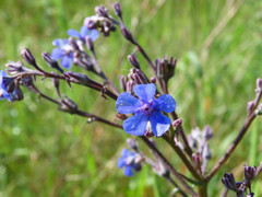 Cynoglottis barrelieri