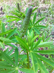 Lupinus caudatus