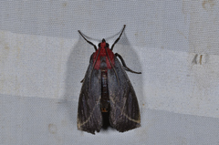 Toccolosida rubriceps