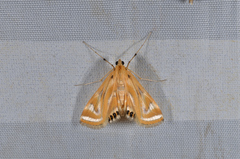 Eoophyla sejunctalis