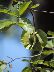 Combretum zeyheri image