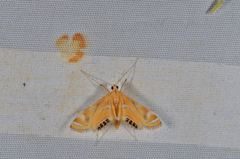 Eoophyla sejunctalis