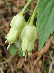 Cardamine enneaphyllos