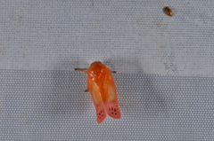 Eoscarta