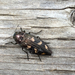 Nuttall's Buprestid Beetle - Photo (c) Cameron Eckert, some rights reserved (CC BY-NC), uploaded by Cameron Eckert