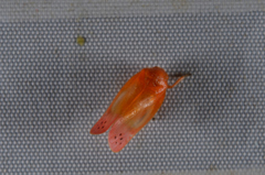 Eoscarta