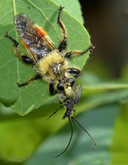 Laphria fernaldi