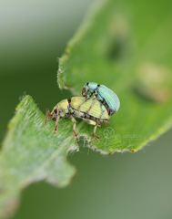 Phyllobius virideaeris