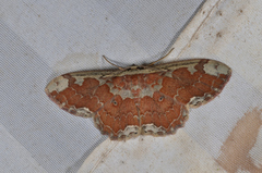 Orthoserica rufigrisea