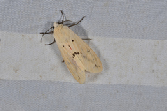 Spilarctia subcarnea