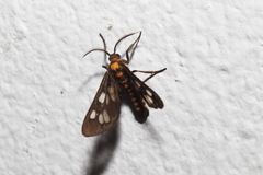 Eressa confinis