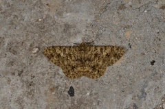 Racotis