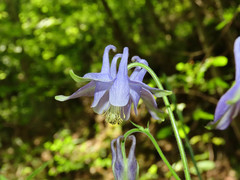 Aquilegia dumeticola