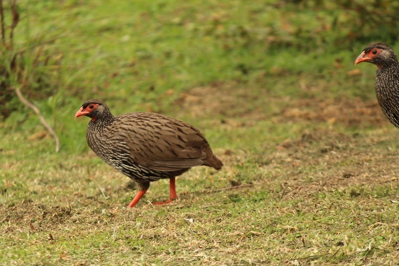 Red-necked Spurfowl