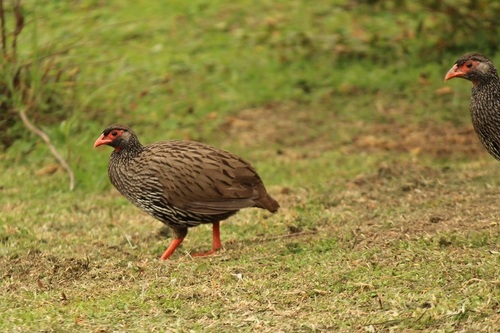 Red-necked Spurfowl