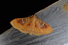 Sameodes pictalis