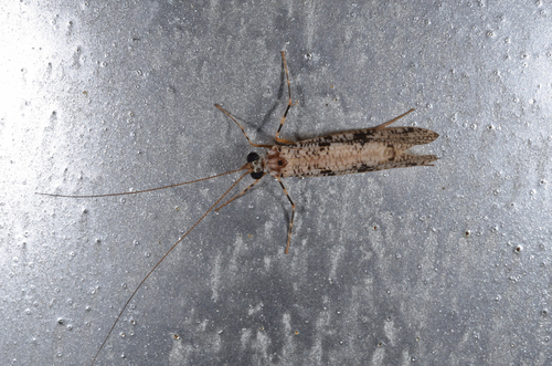 Stenopsychidae