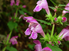 Lamium garganicum